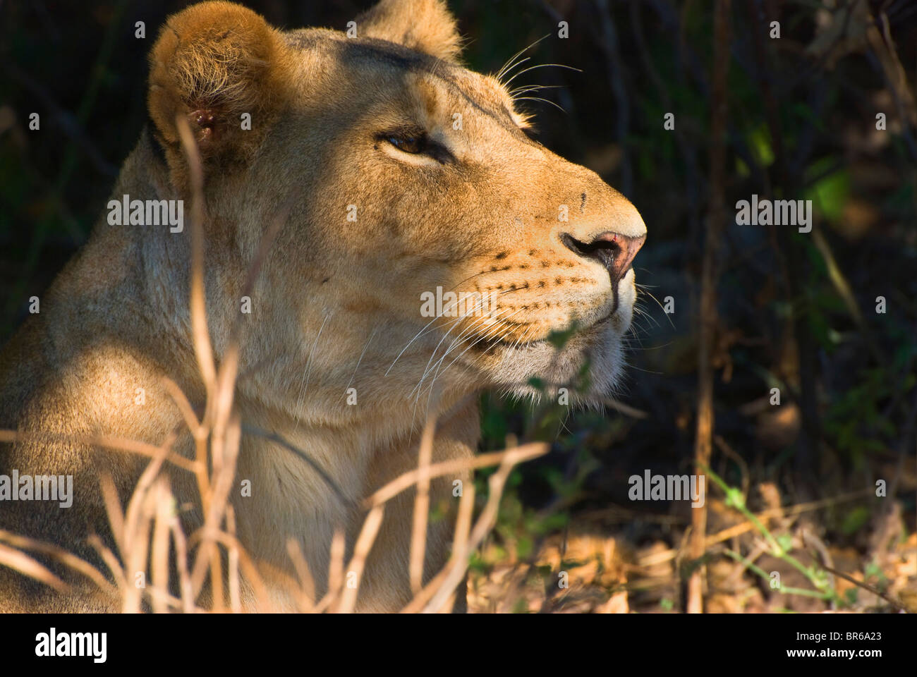 Lion (Panthera leo) - seule femelle adulte en close-up à bush, alerté - mai, Chobe National Park, Botswana, Afrique du Sud Banque D'Images