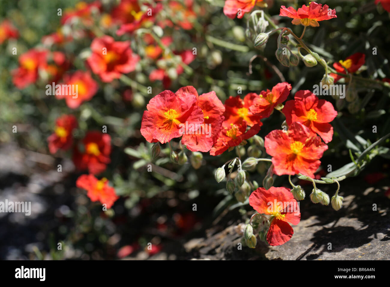 Red Rock Rose, Helianthemum 'Fire Dragon', Cistaceae Banque D'Images