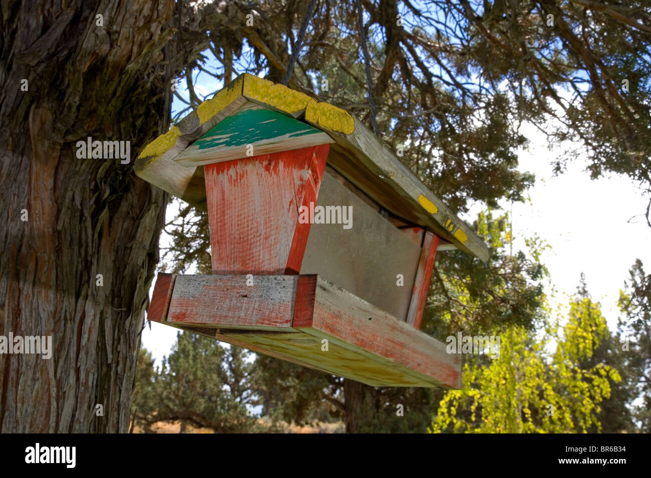 Une mangeoire suspendue dans un arbre de Juniper dans l'été. Banque D'Images