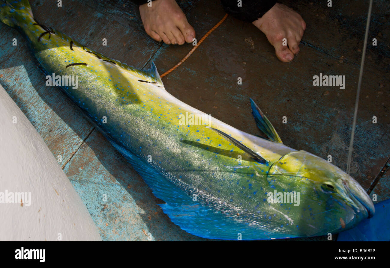 Palangre poisson Clearance