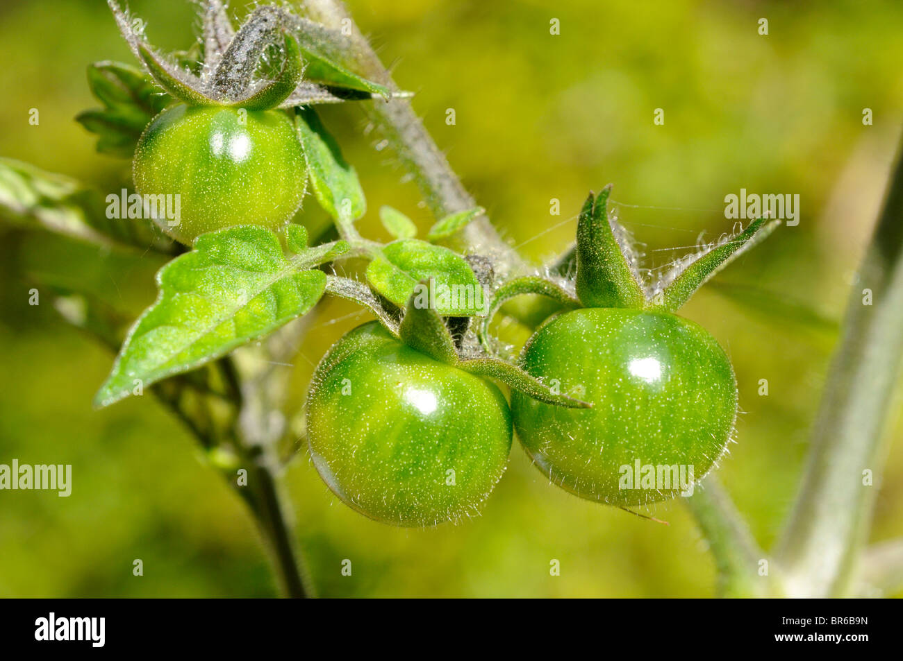 Tomates cerises non affinés. Banque D'Images