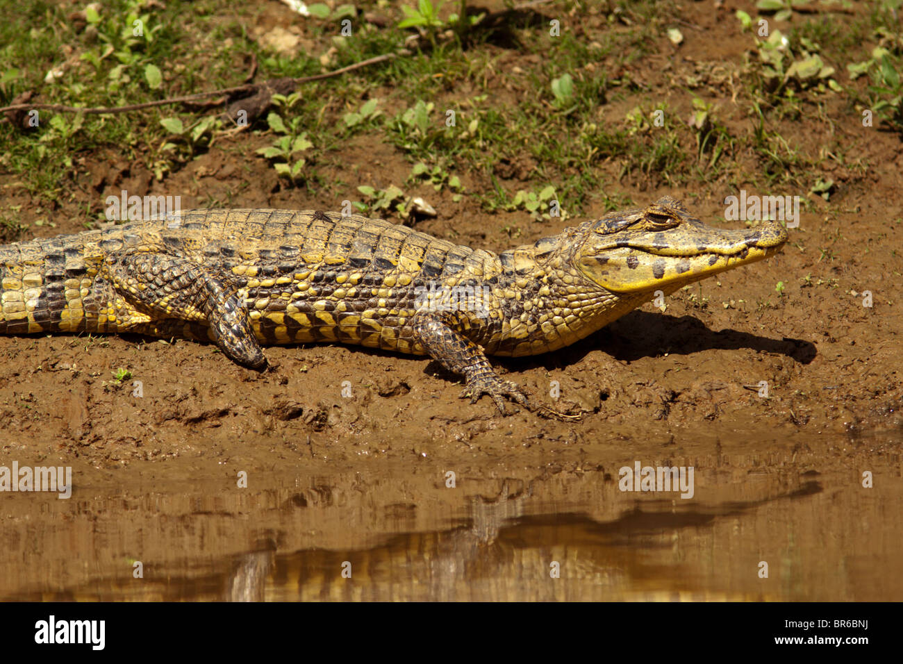 Caiman sur sable Banque D'Images