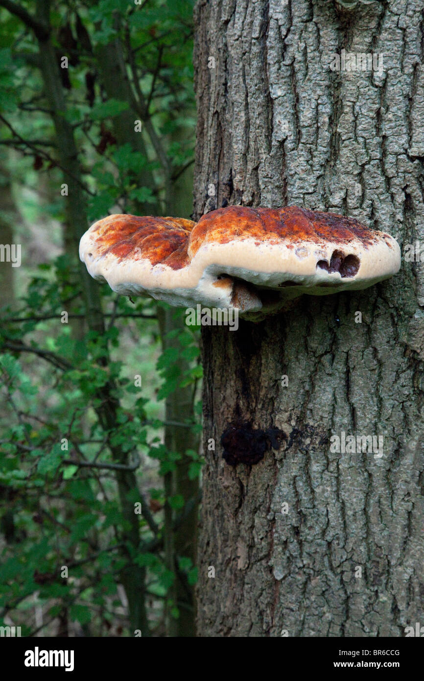 L'Inonotus Hispidus Champignon Banque D'Images