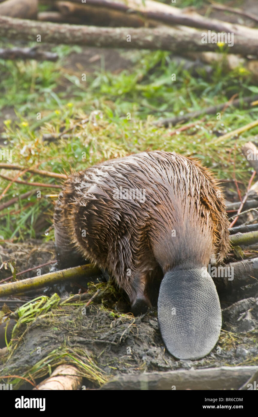 Habitation de castor Banque de photographies et d’images à haute