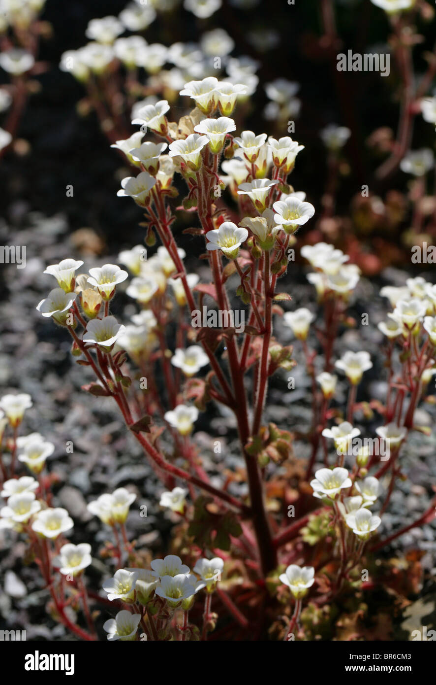 Saxifrage à feuilles opposées ou latepetiolata Rockfoil moussus, Saxifraga Saxifragaceae, Espagne, Europe Banque D'Images