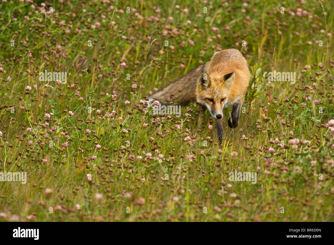 Un renard roux dans le cadre d'un harcèlement criminel pré herbeux sauvages à la recherche de proies. Banque D'Images
