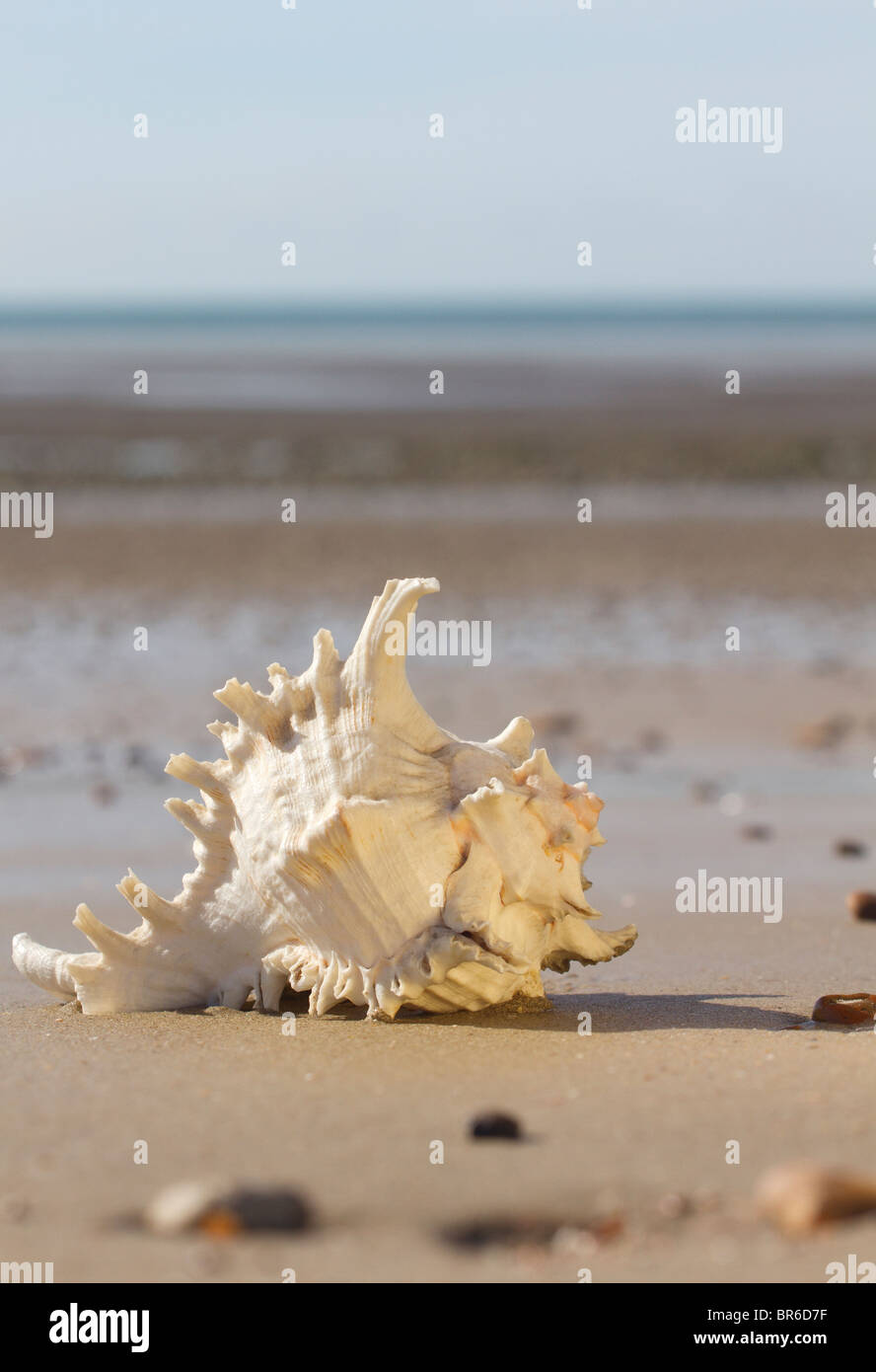 L'Lobatus gigas, initialement connu sous le nom de Strombus gigas, communément appelé le Lambi sur une plage de sable fin Banque D'Images
