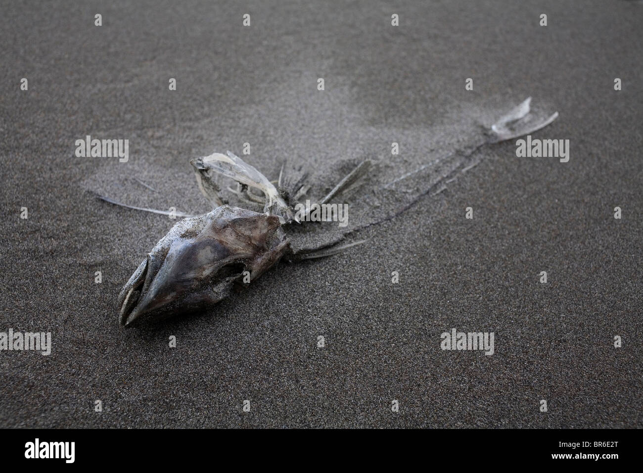 Un poisson mort sur Raukumara Beach, en Nouvelle-Zélande. Banque D'Images