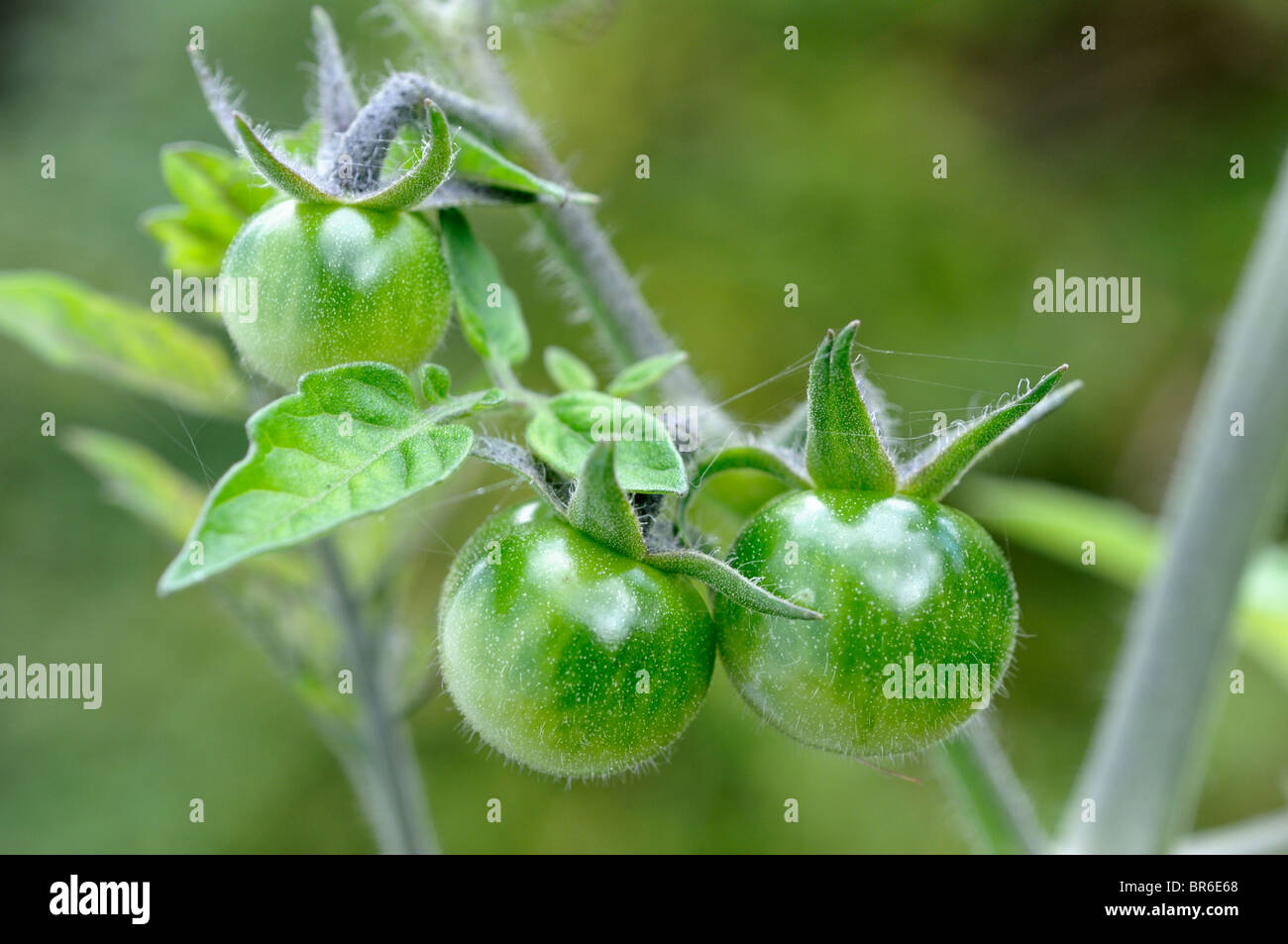 Tomates cerises non affinés. Banque D'Images