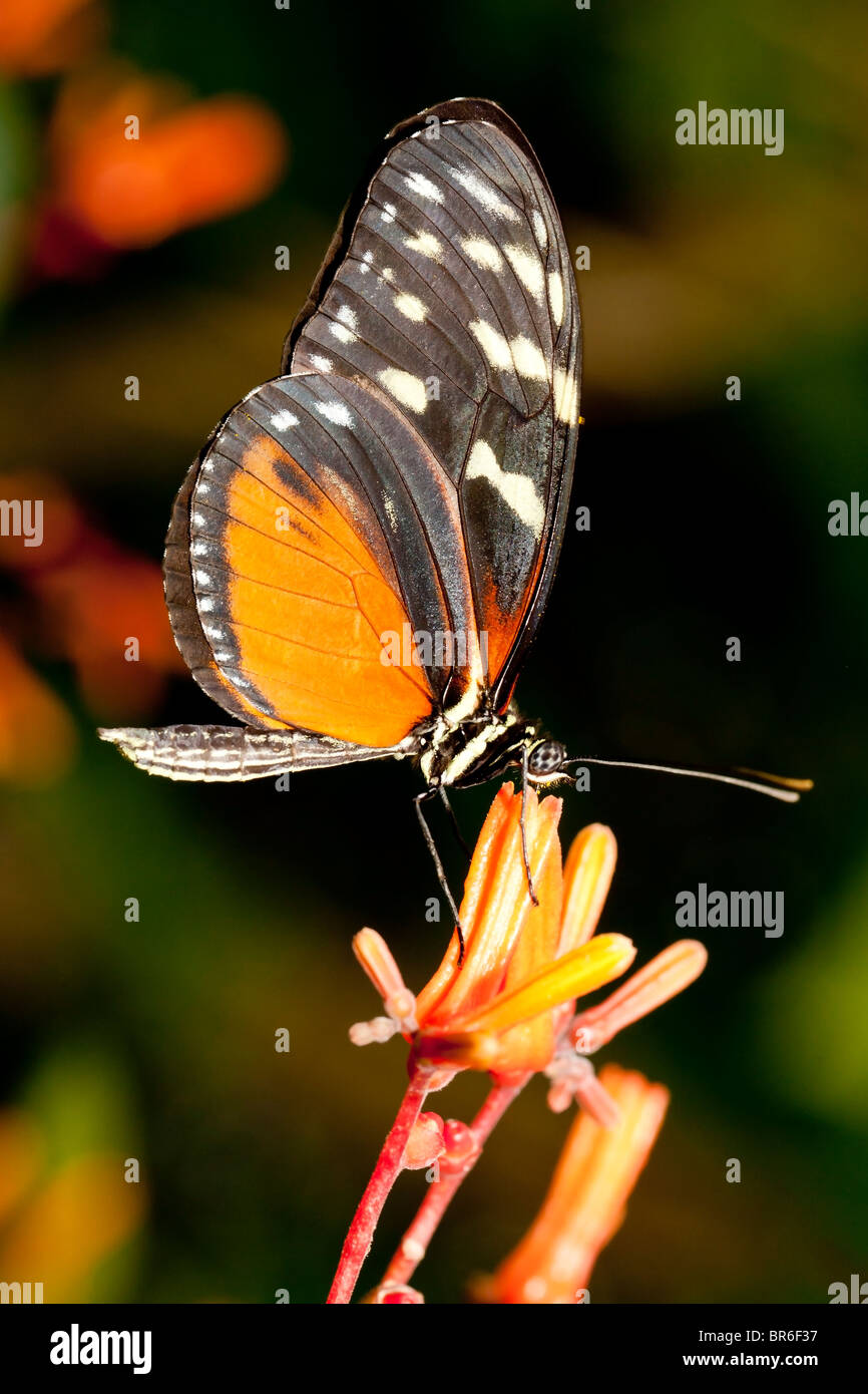 Papillon Longwing (Heliconius erato) Banque D'Images