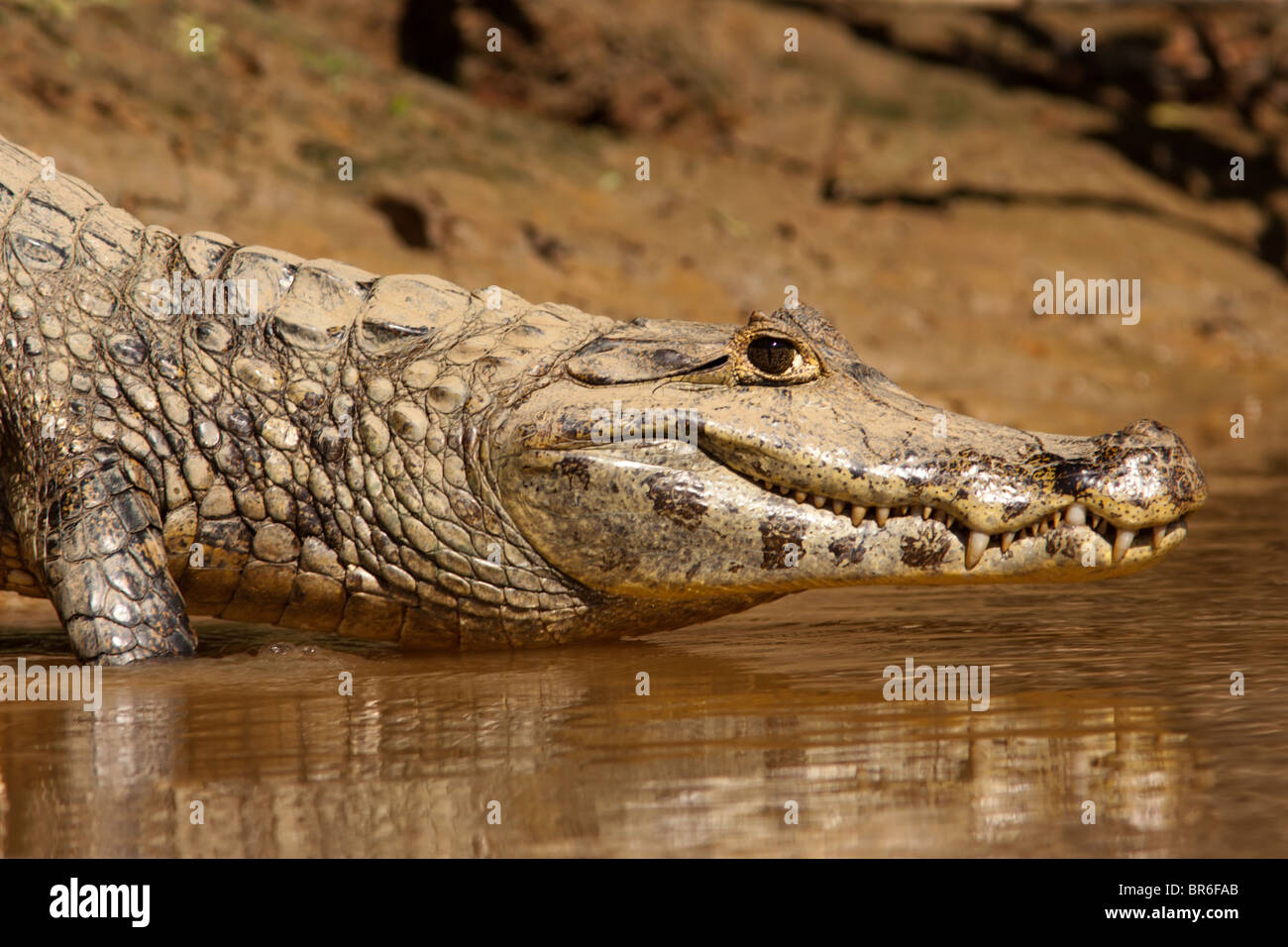 Aller dans l'eau Caiman Banque D'Images