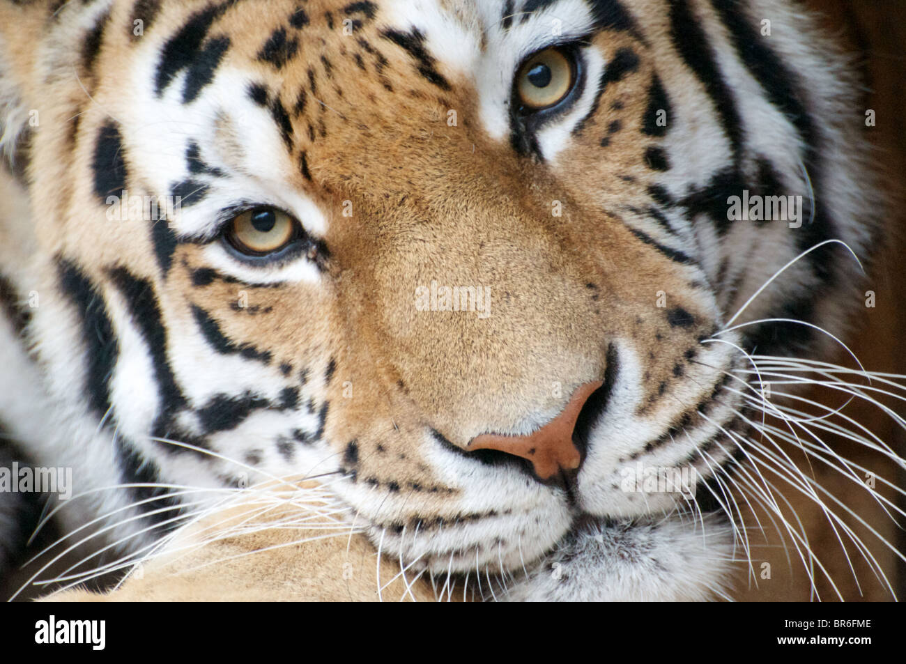 L'Amour (mâle) de Sibérie tiger looking at camera (portrait) Banque D'Images