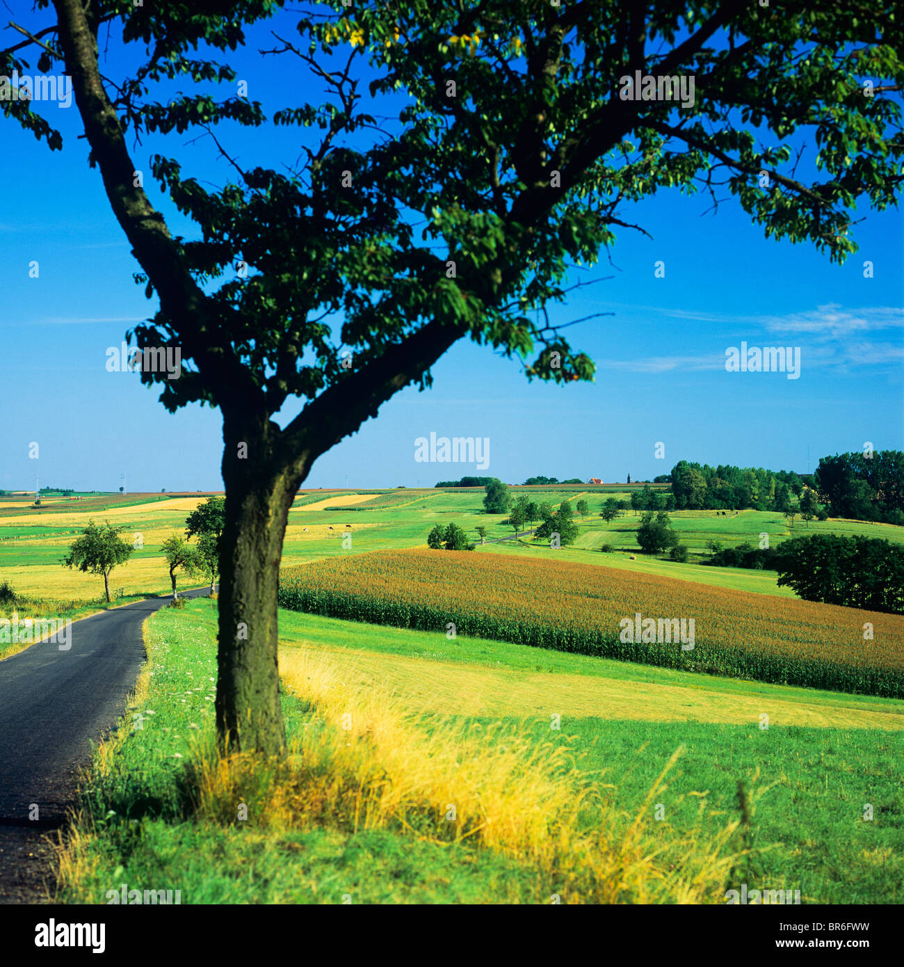 COUNTRY ROAD & TREE ALSACE FRANCE Banque D'Images