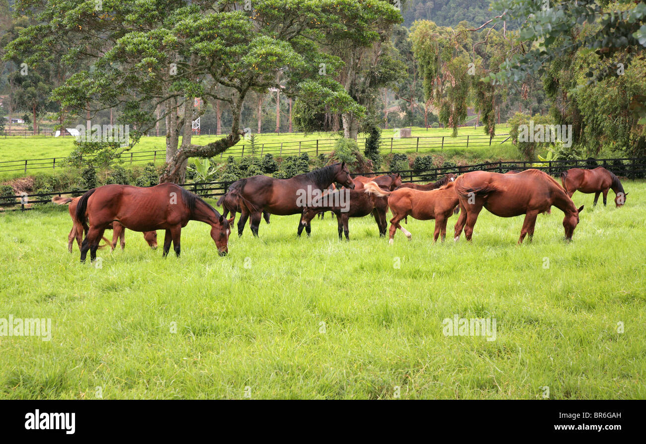 Chevaux pur-sang à l'Aras Cerro Punta, Chiriqui, au Panama. Pour un usage éditorial uniquement. Banque D'Images