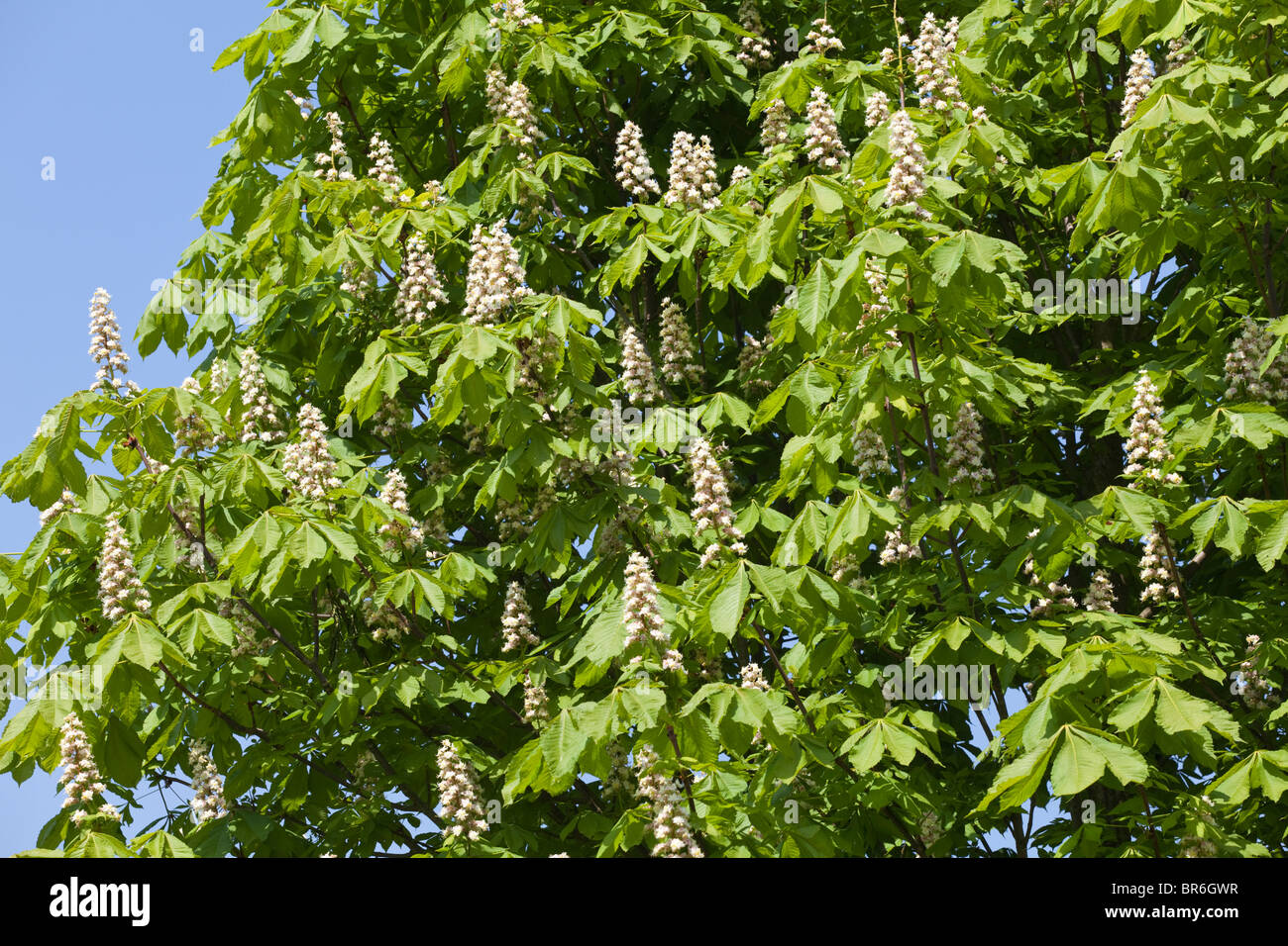 Horse Chestnut Tree en fleurs dans le village de Cotswold Laverton, Gloucestershire Banque D'Images