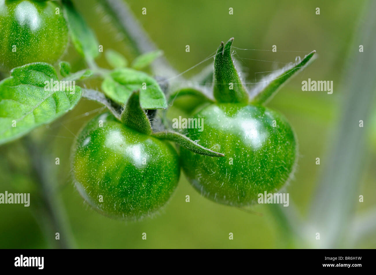 Tomates cerises non affinés. Banque D'Images