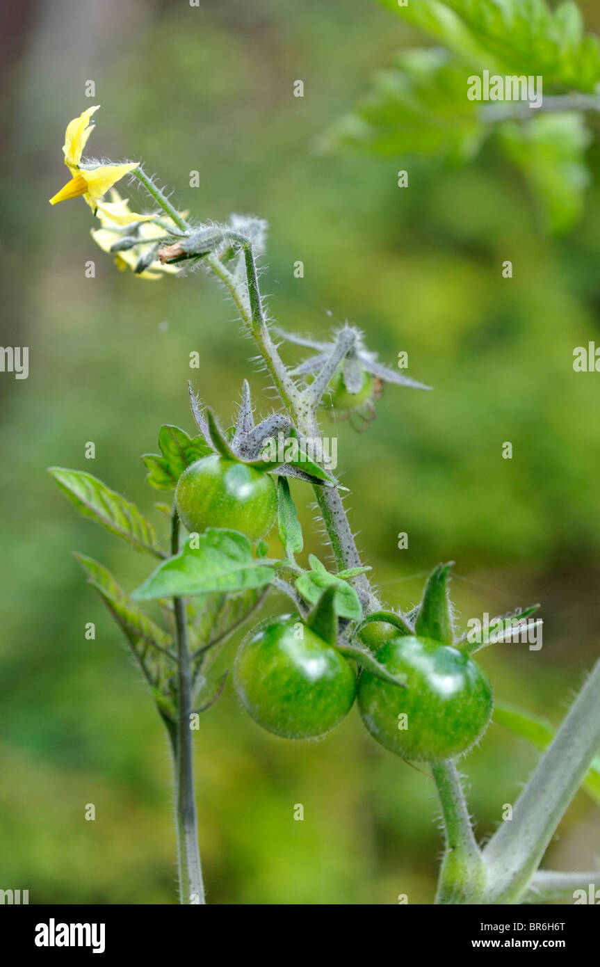 Tomates cerises non affinés. Banque D'Images