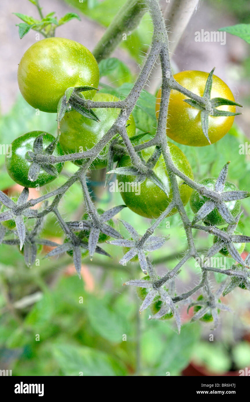 Tomates cerises non affinés. Banque D'Images