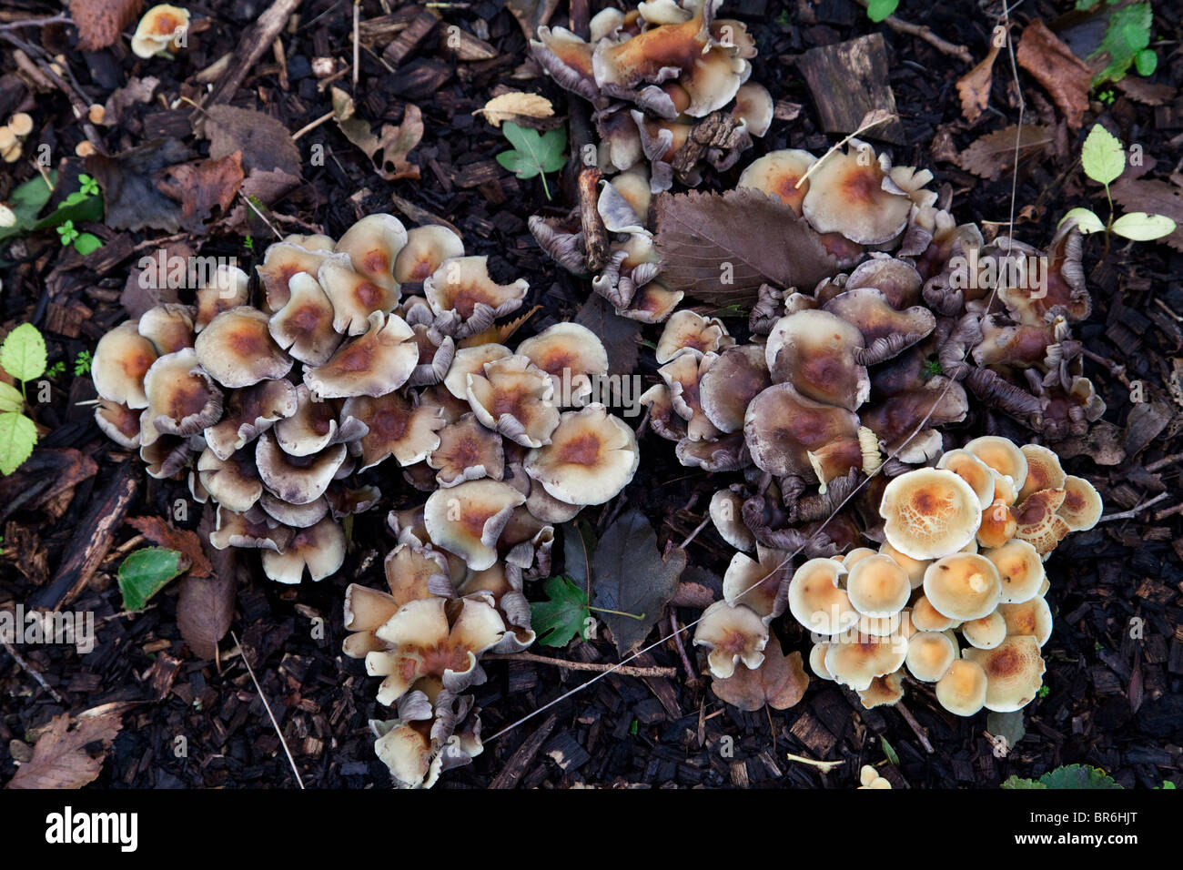champignons Banque D'Images