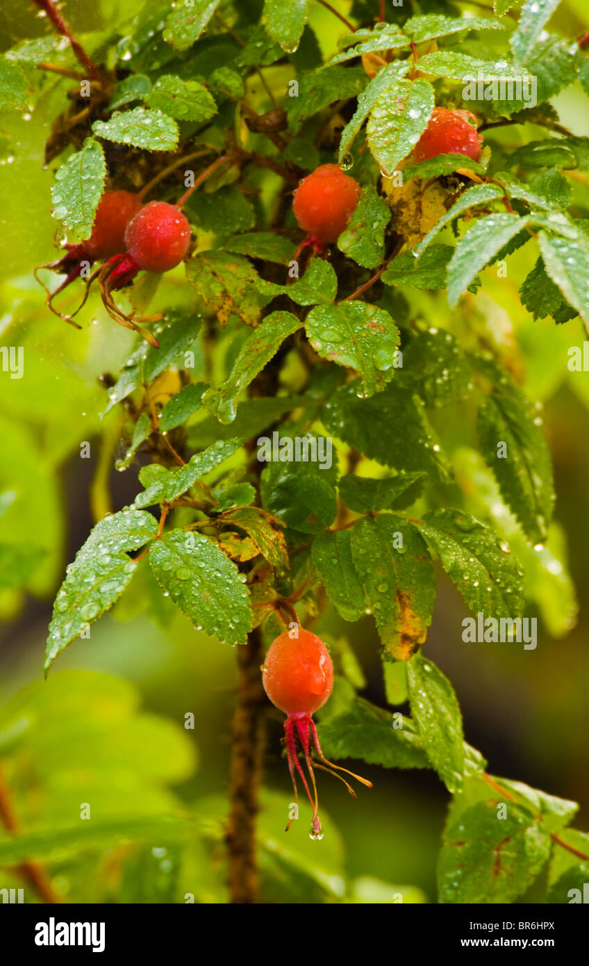Une image de boutons de roses sauvages humide Banque D'Images