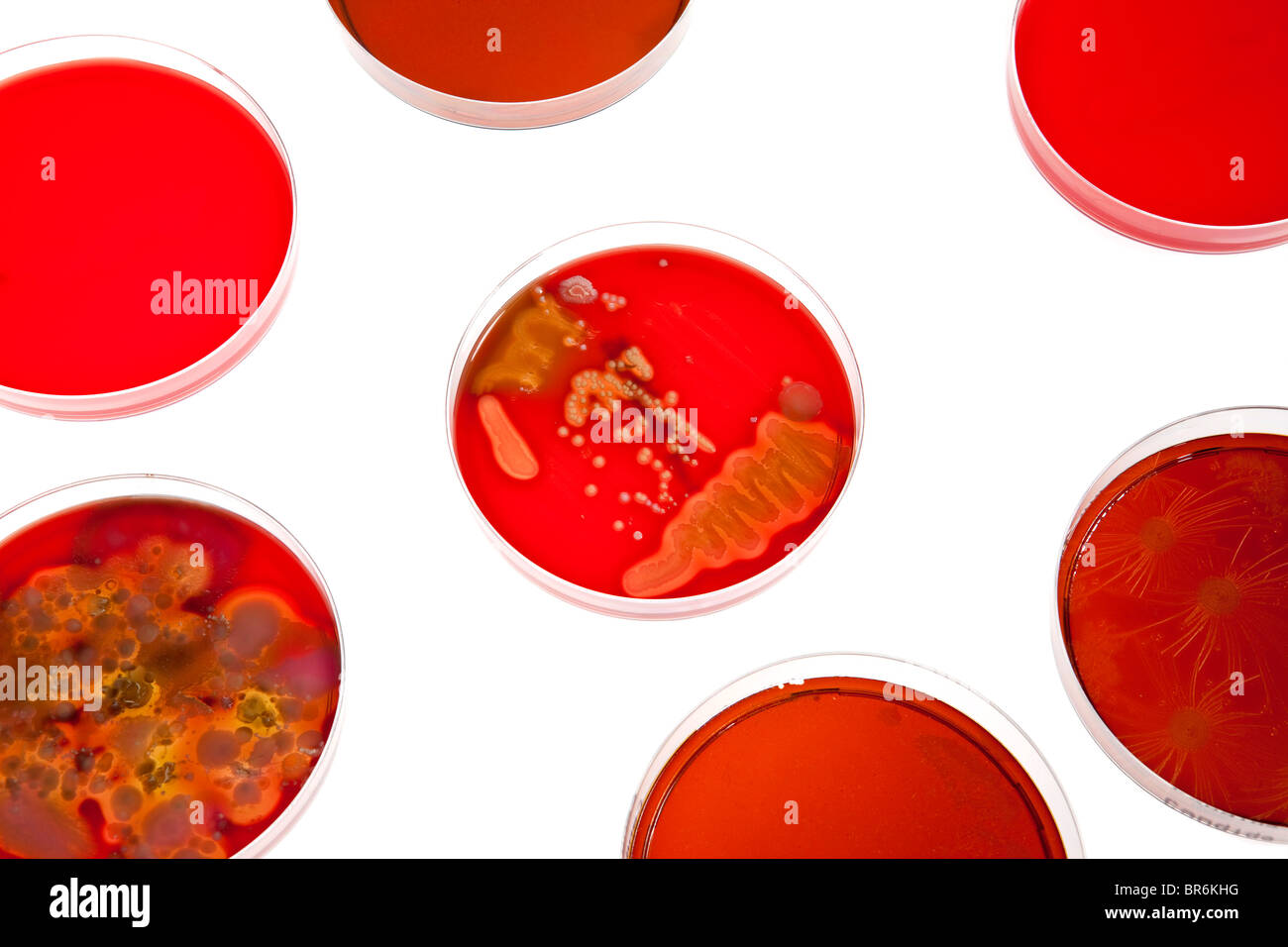 Holding Petri différentes étapes de cultures de bactéries Banque D'Images