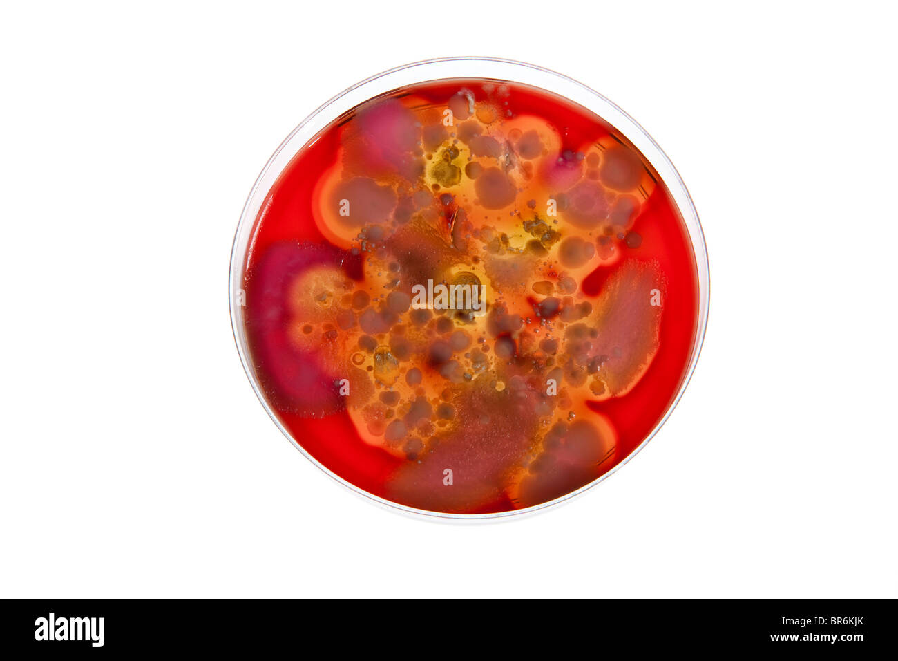Une culture de bactéries croissant dans une boîte de Petri Banque D'Images