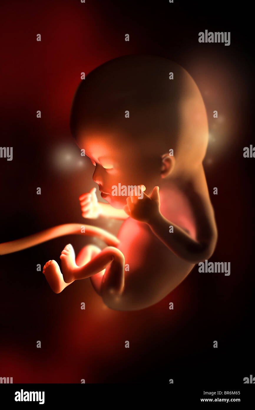 Cette image médicale 3D illustre fœtus à douze (12) semaines. Par ce point dans le développement les réflexes commencent à fonctionner. Banque D'Images