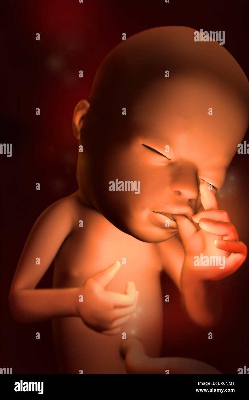 Illustration Du Developpement Du Foetus Semaine 15 Photo Stock Alamy