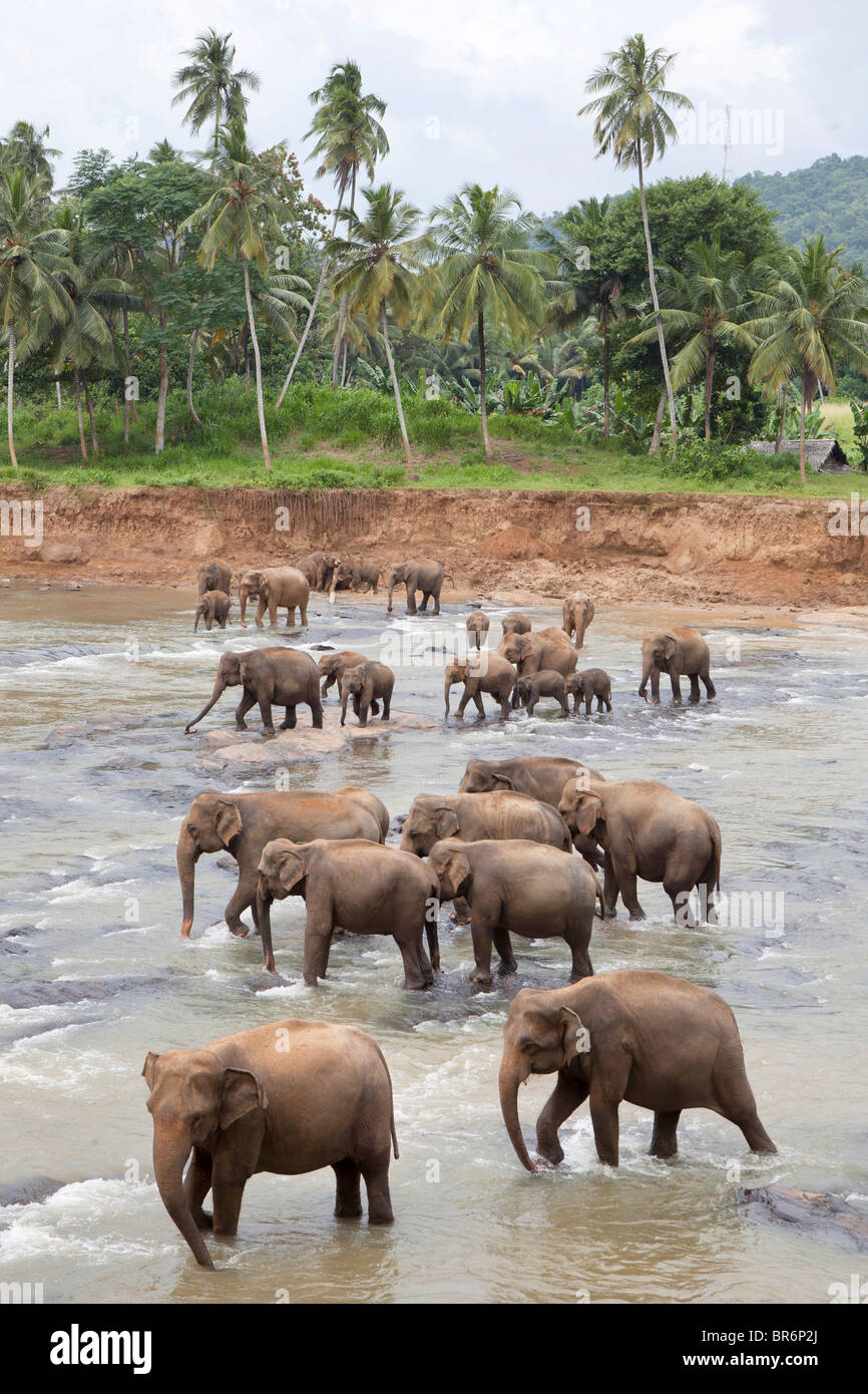 Un troupeau d'éléphants traversant une rivière peu profonde près de l'orphelinat des éléphants de Pinnawela au Sri Lanka Banque D'Images