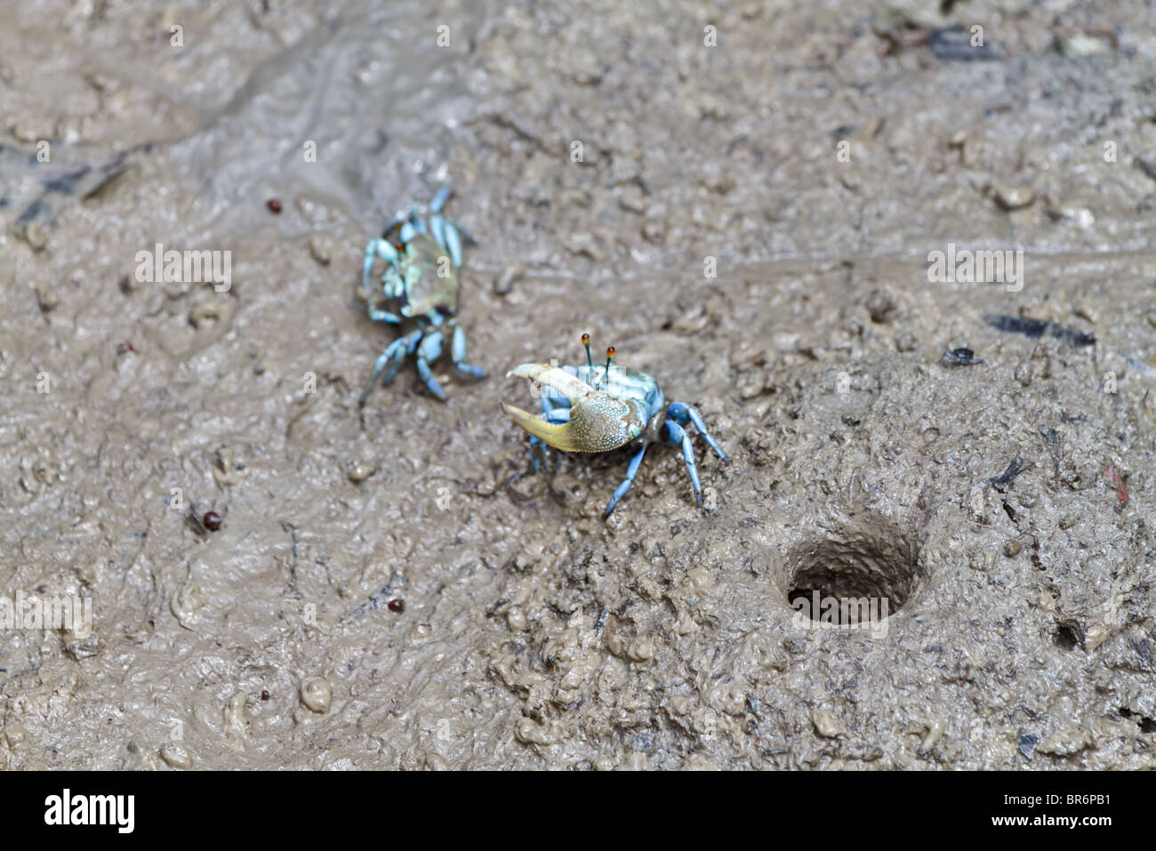 Crabe violoniste dans les mangroves, homme à côté de son approche d'un terrier femelle à proximité. Uca forcipata probablement. Banque D'Images