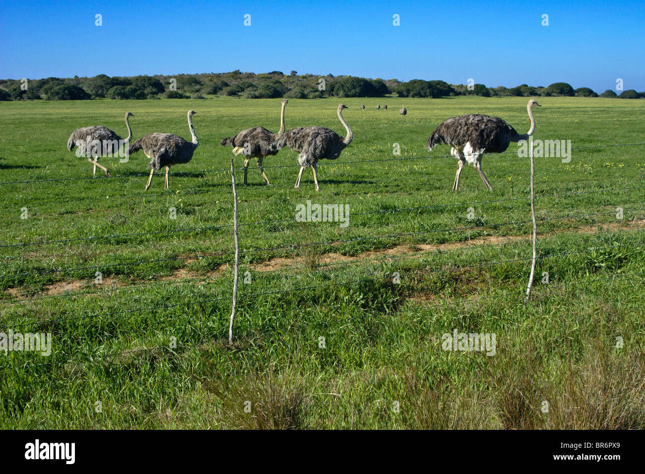 Autruches sur ostrich farm, Western Cape, Afrique du Sud Banque D'Images