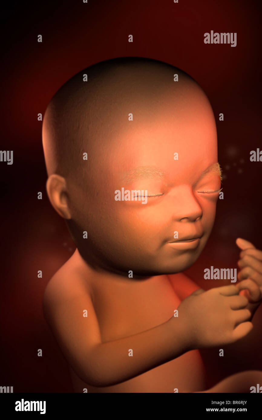 Ce 3d Medical Image Represente Un Foetus En 22 Semaines Par Ce Point Dans Le Developpement Les Oreilles Les Yeux Nez Sens Sont Developpes Photo Stock Alamy