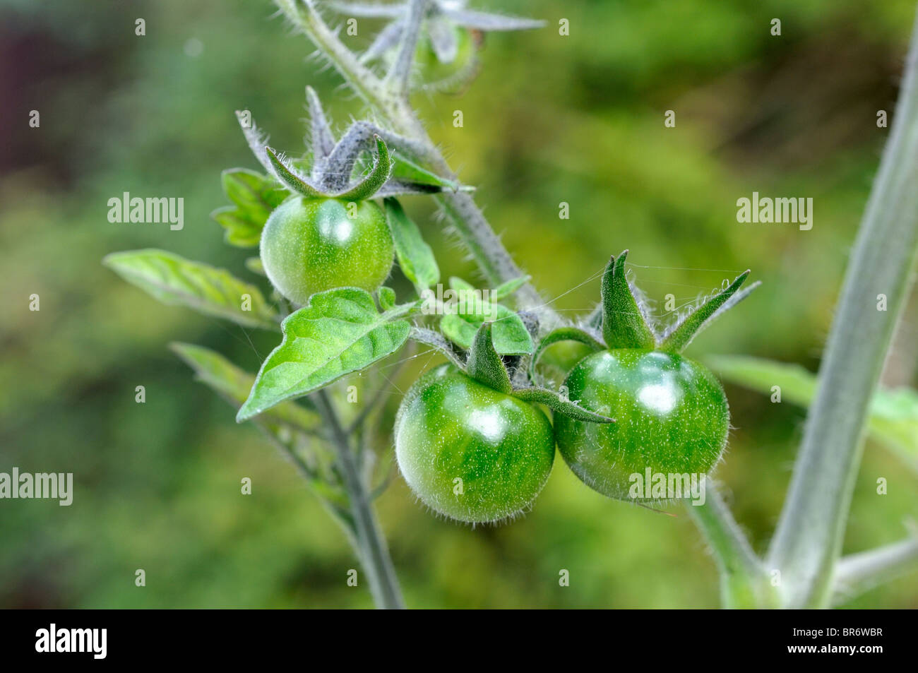 Tomates cerises non affinés. Banque D'Images