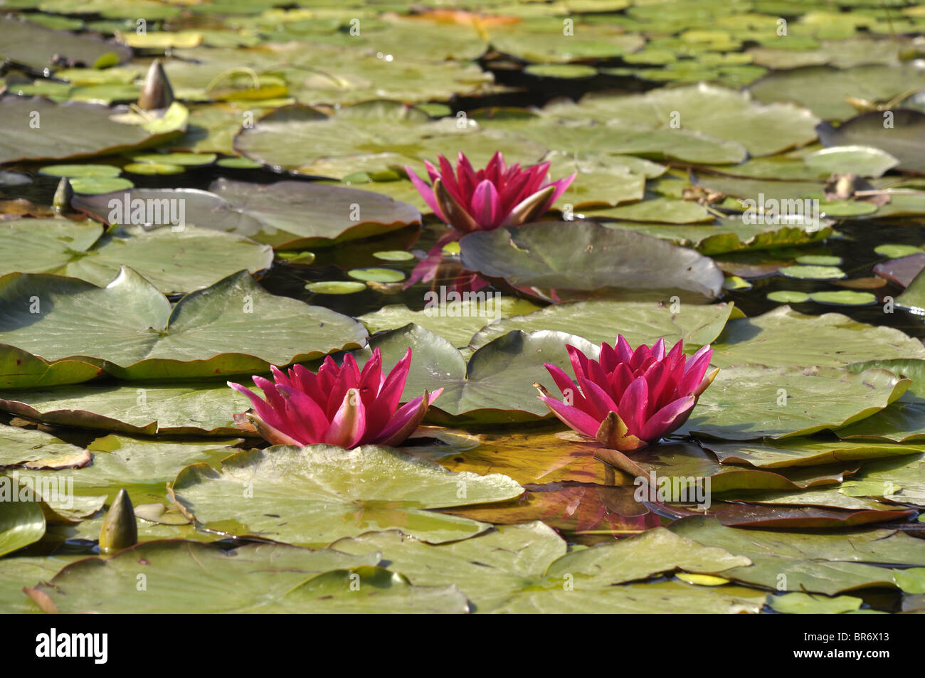 Red Water Lilies Banque D'Images