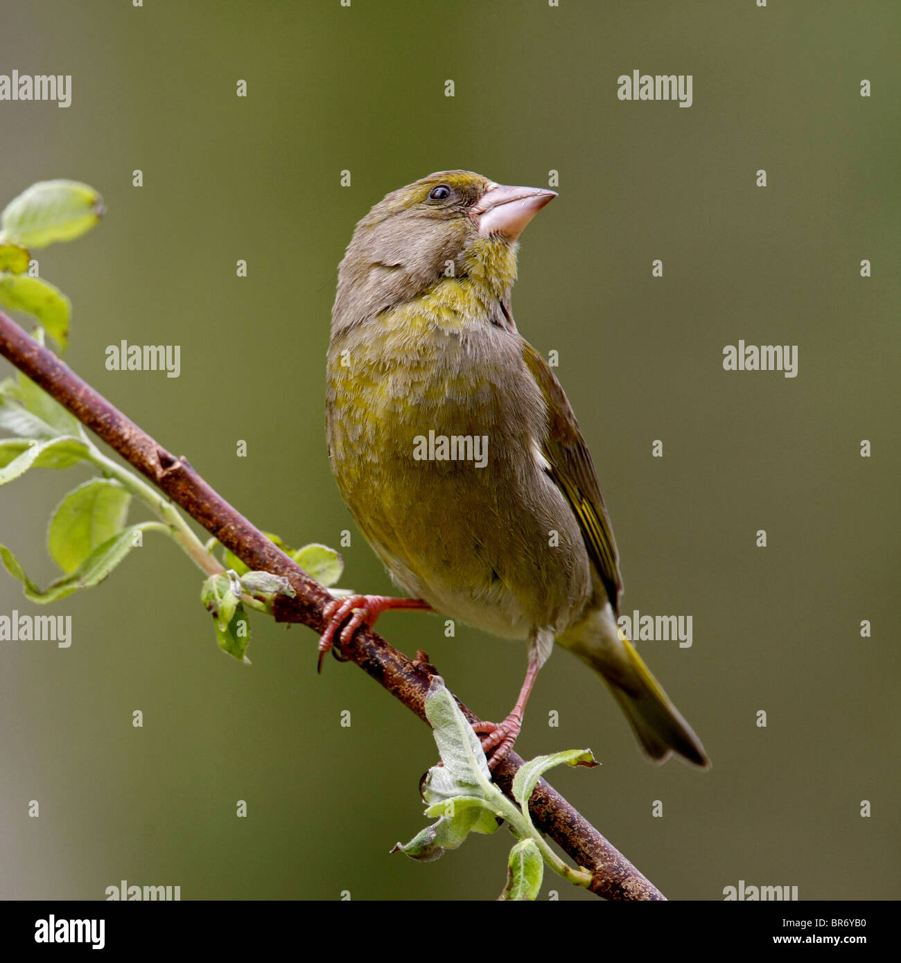 Finch Vert Banque D'Images