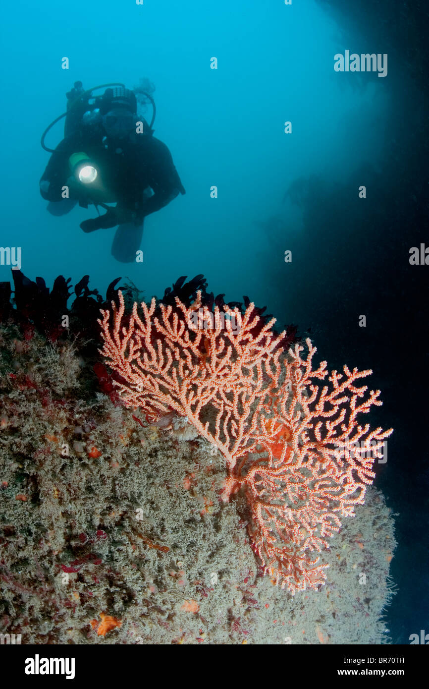 Plongeur avec Warty / Rose coral sea fan {} Eunicella verrucosa, Channel Islands, Royaume-Uni. Parution du modèle. Banque D'Images