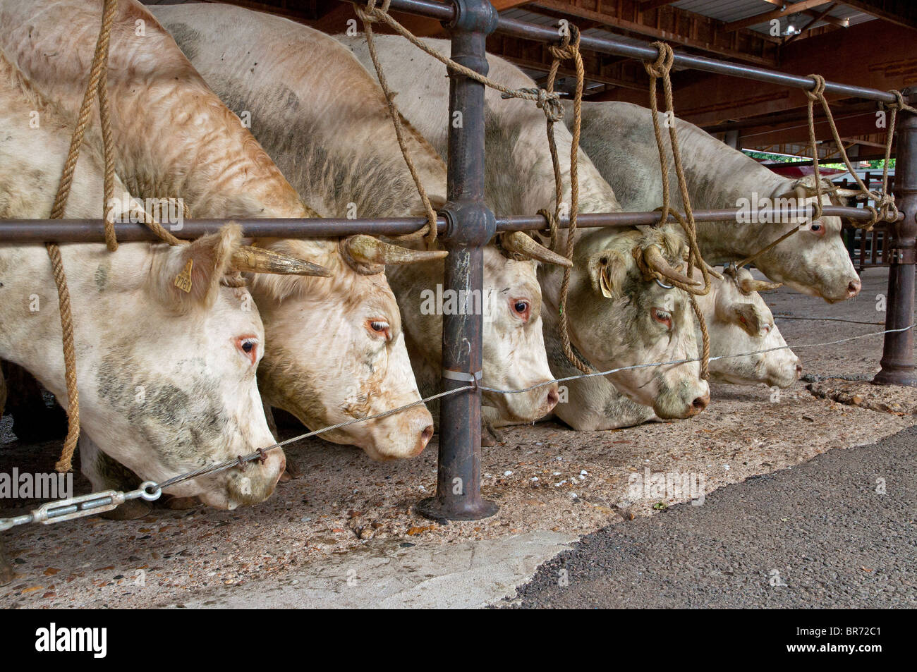 Charolais étroitement lié pendant un marché de bétail. Banque D'Images