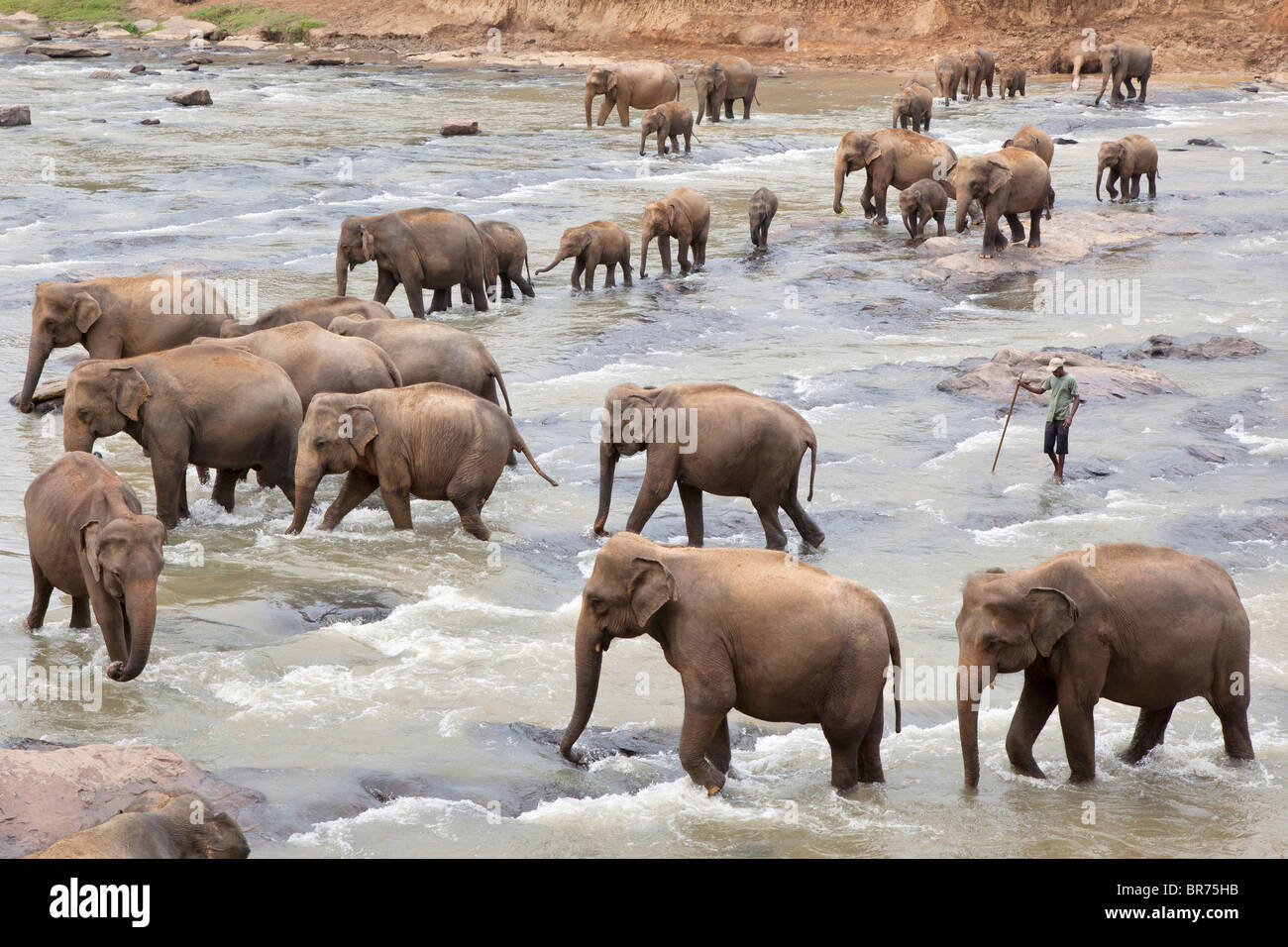 Un troupeau d'éléphants traversant une rivière peu profonde près de l'orphelinat des éléphants de Pinnawela au Sri Lanka Banque D'Images