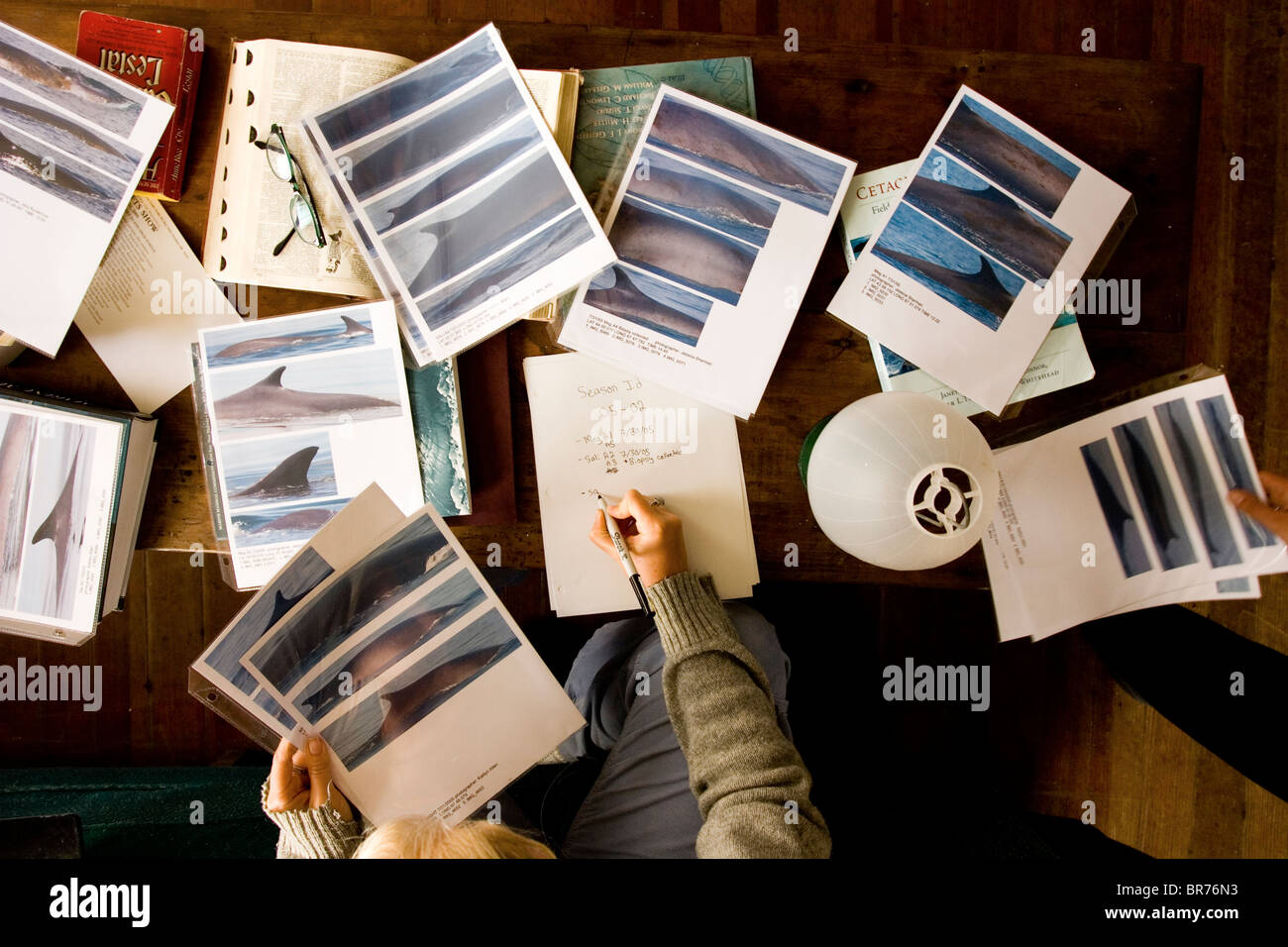 Une femme organise des photographies d'identification whate baleines sur Mount Desert Island dans le Maine. Banque D'Images