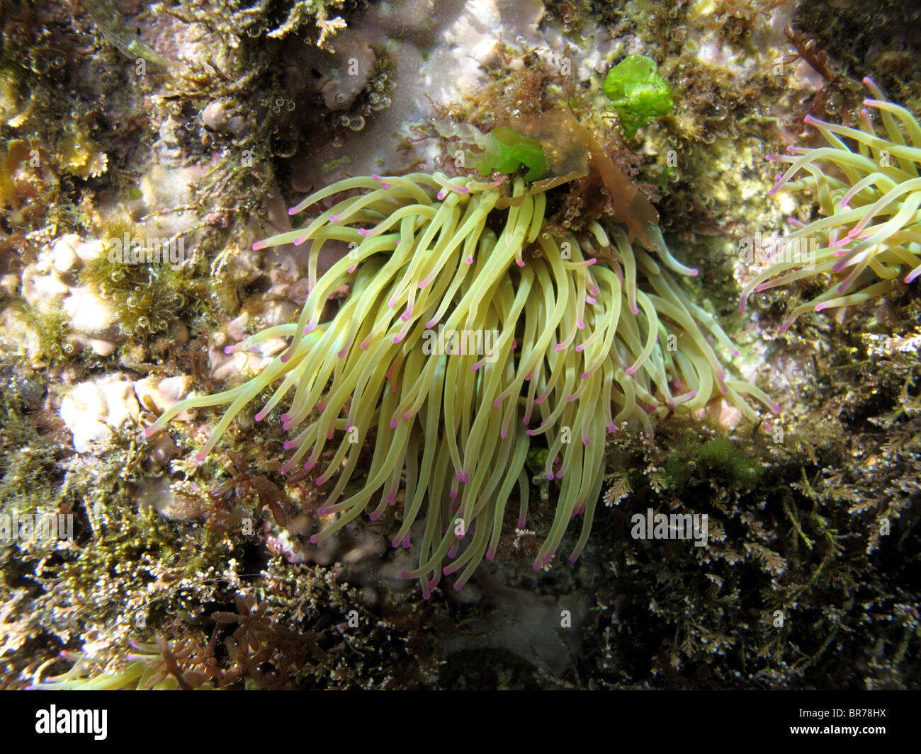 L'anémone Anemonia viridis (Snakelocks) Banque D'Images
