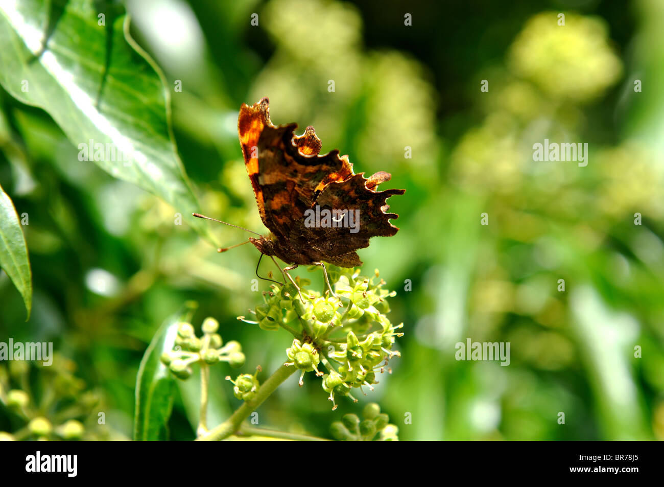 Comma butterfly, Polygonia c-album, sur les fleurs de lierre , Hedera helix. Banque D'Images