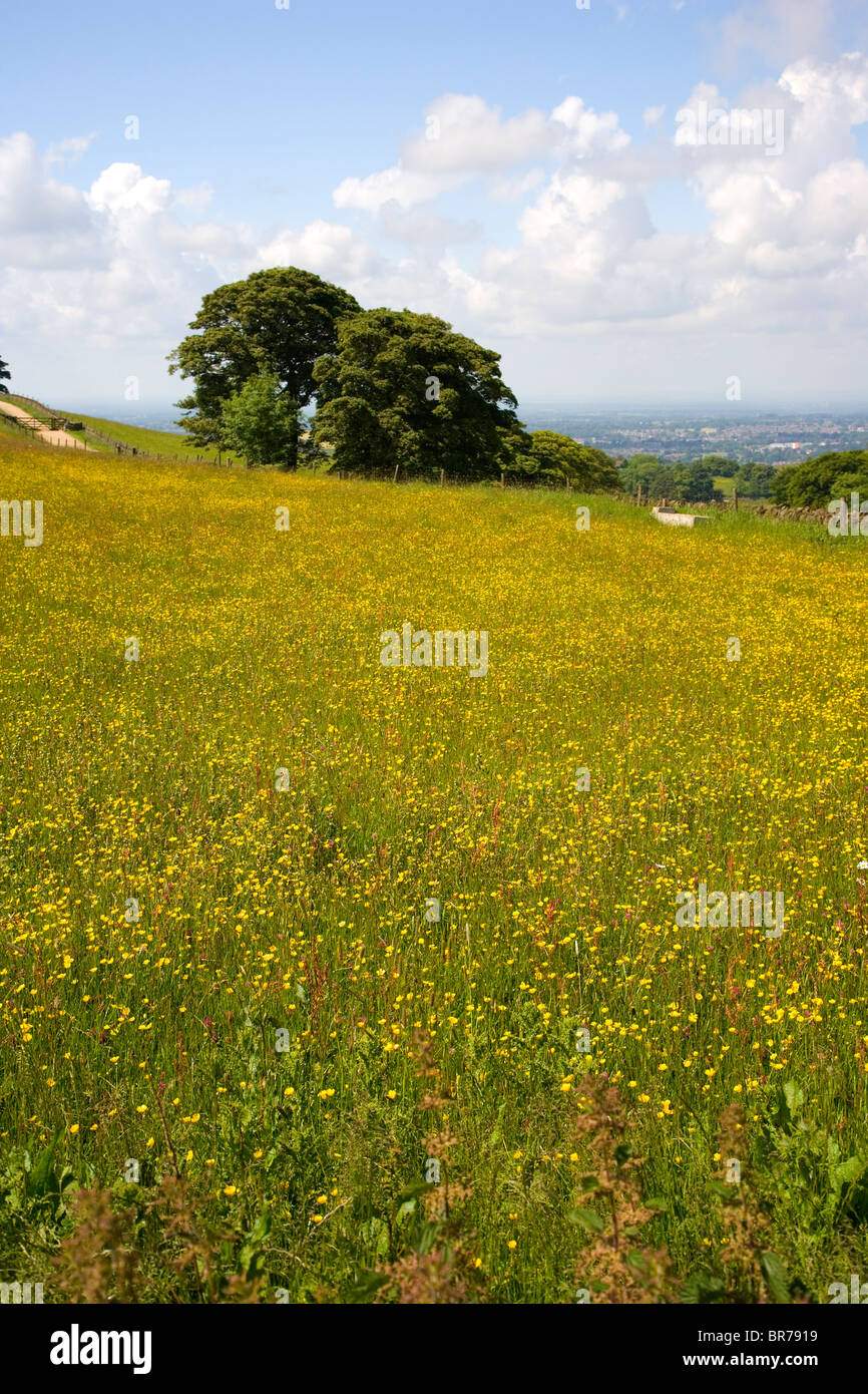 Un champ de renoncules au nez Teggs Country Park près de Macclesfield Cheshire;Angleterre Banque D'Images