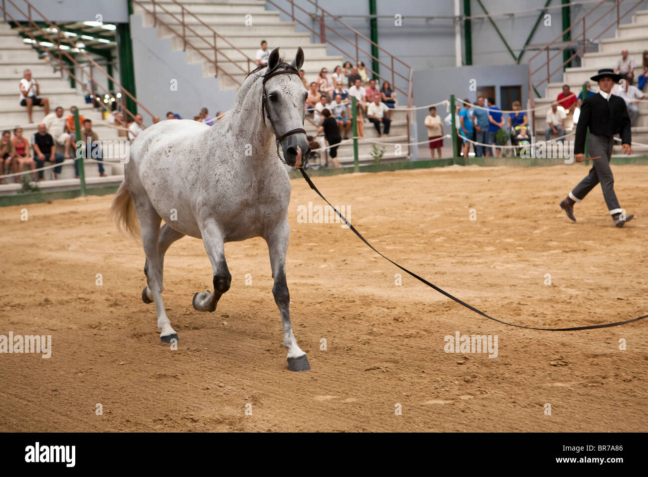 Concours morphologiques chevaux pure race Espagnol Banque D'Images