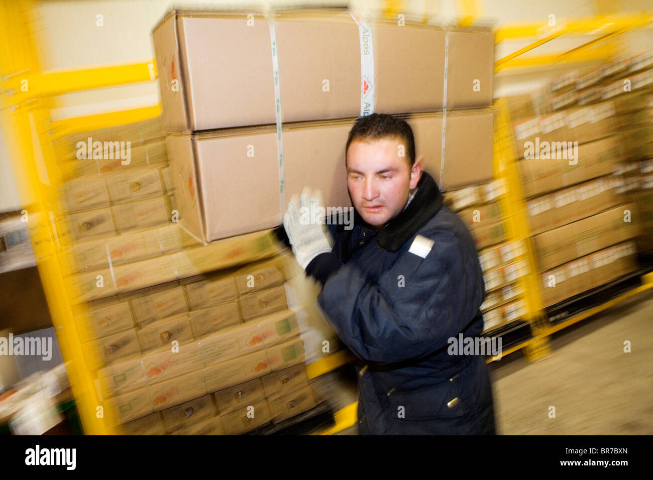 Un travailleur se déplace une boîte de fleurs en chambre froide à Bogota. Banque D'Images