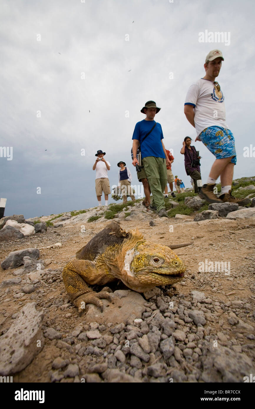 Les touristes randonnée pédestre passé un iguane terrestre sur l'île South Plaza de Galápagos. Banque D'Images