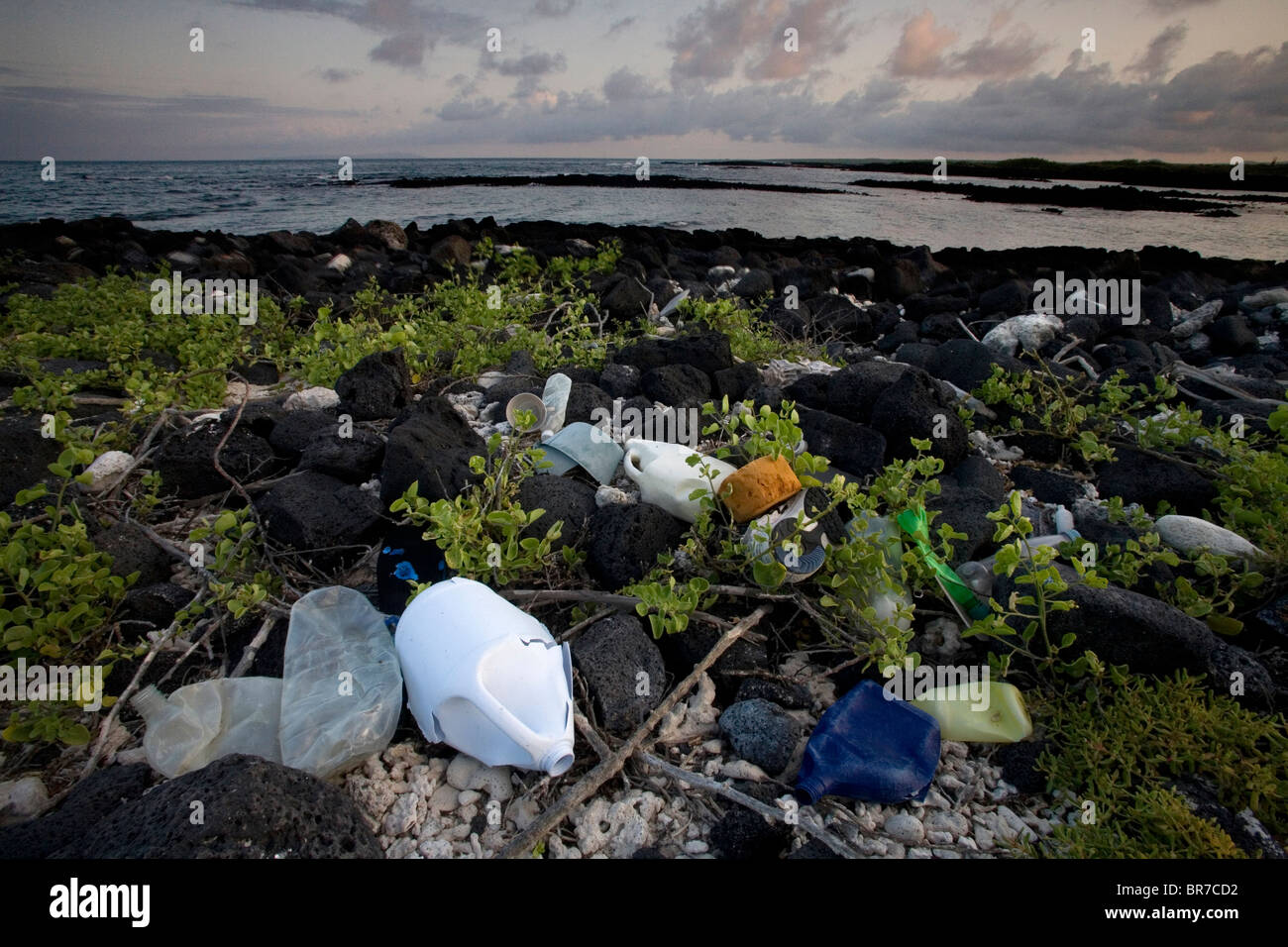 Des tas de détritus sur une plage fermée aux touristes sur l'île Santa Cruz. Banque D'Images