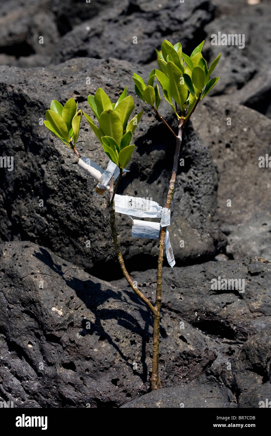 Dans dire témoigne de l'nombreuses menaces qui pèsent sur les Galapagos un wrapper jetés semble étrangler un jeune mangrove. Banque D'Images