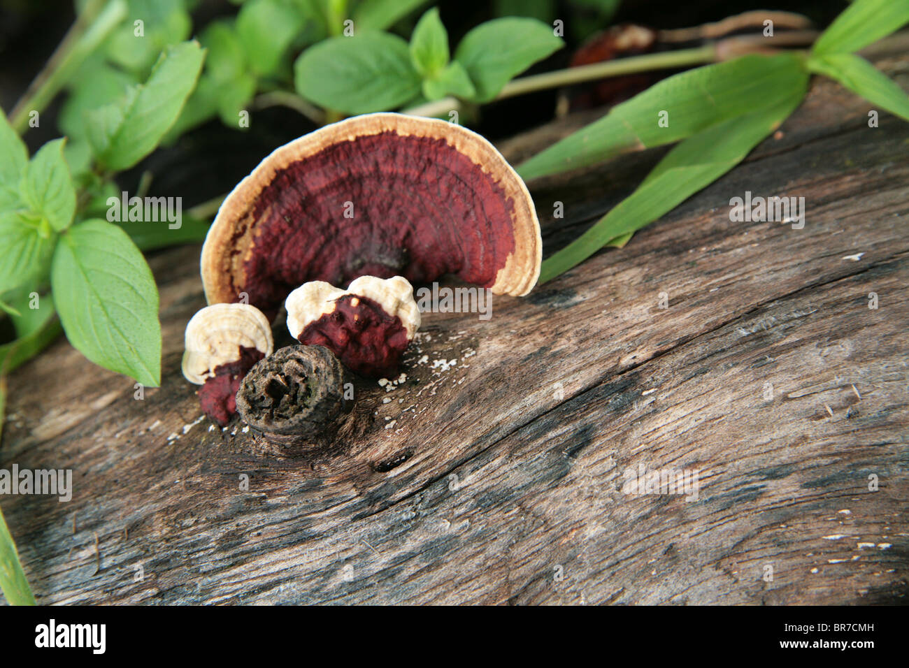Les champignons vu sur le bois en décomposition dans les forêts tropicales de Panama. Banque D'Images