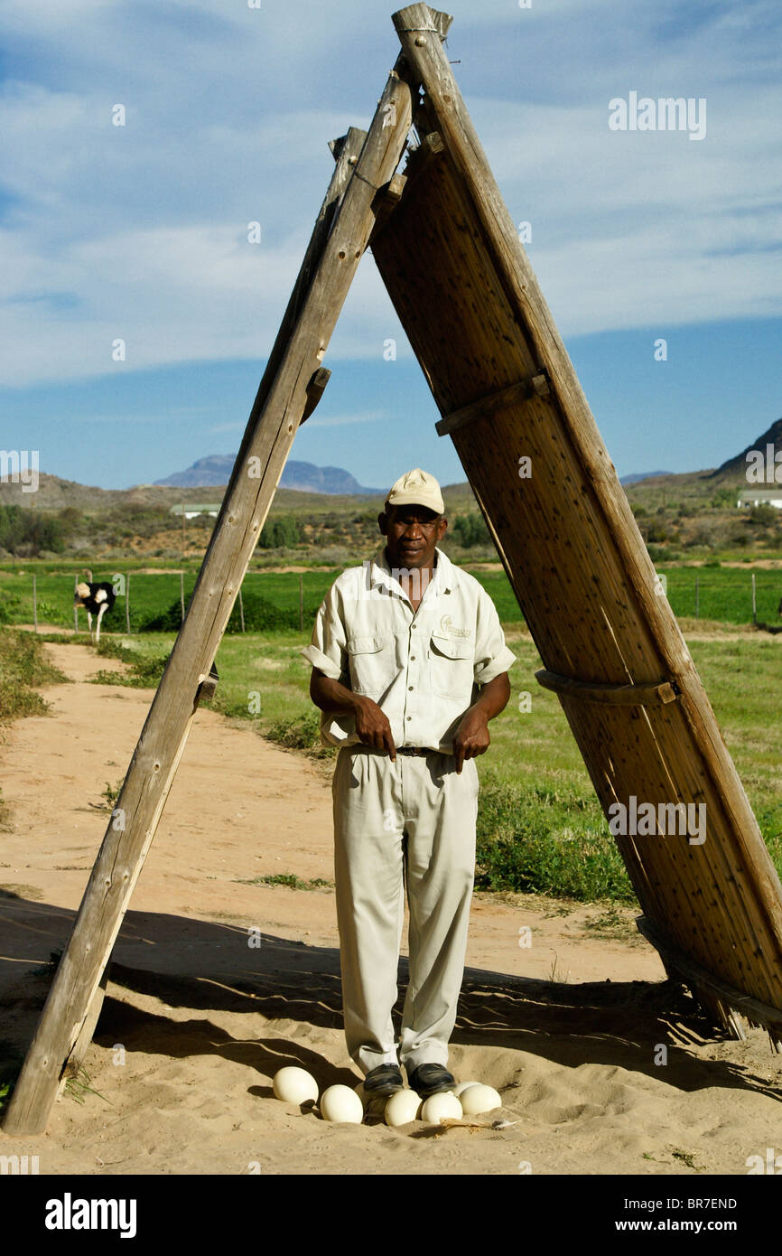 Homme debout sur oeufs d'autruche, Highgate Ostrich Farm Show, Oudtshoorn, Afrique du Sud Banque D'Images