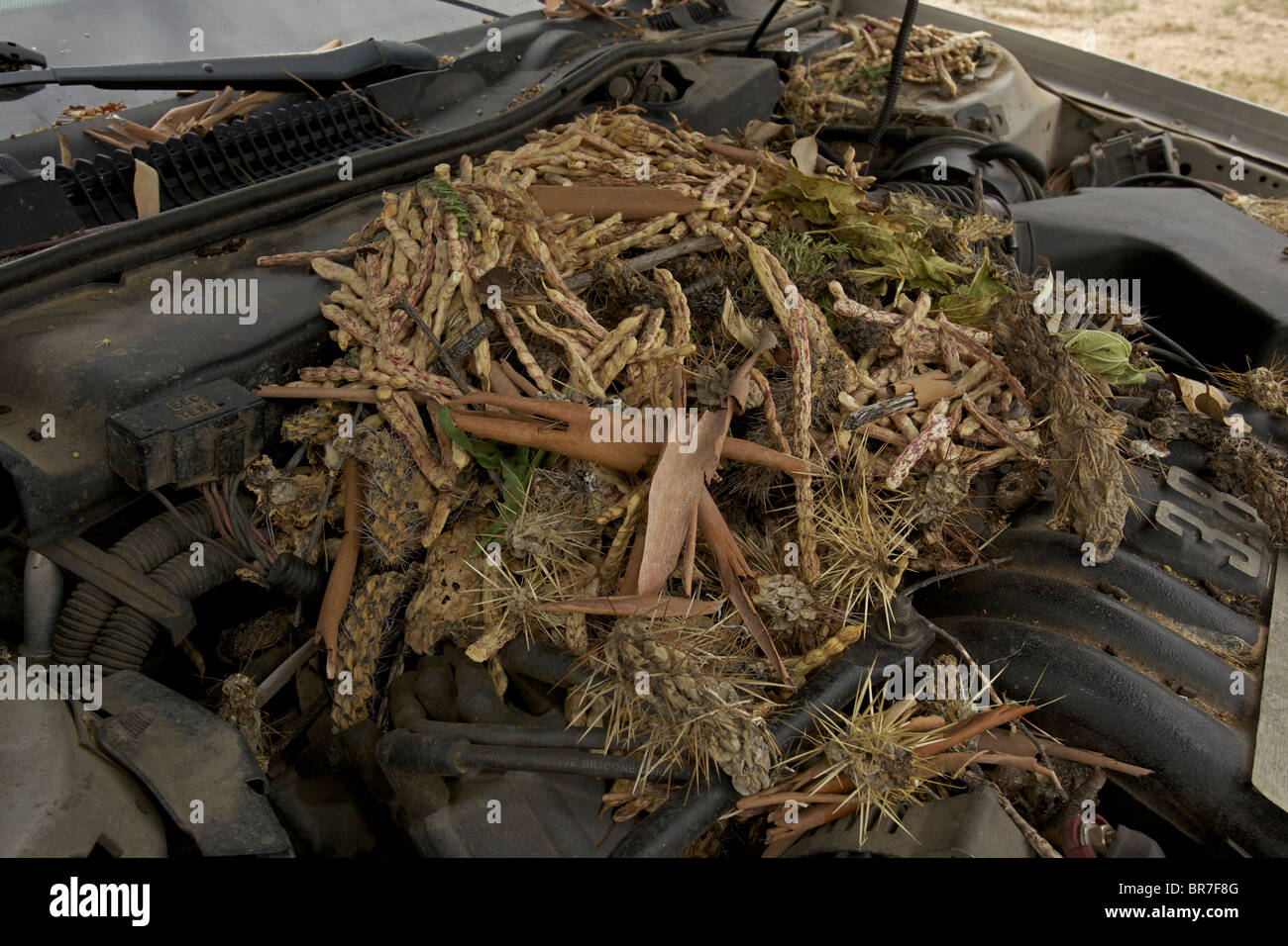 White-throated touffue (Neotoma albigula) nichent dans le moteur du ...